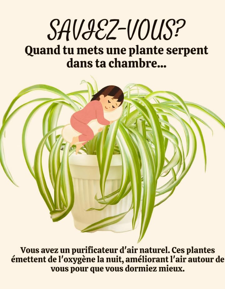 La Plante Serpent dans la Chambre : Purificateur dAir Naturel 

 Purification  Absorbe benzène, formaldéhyde et autres polluants pour assainir lair intérieur.
 Oxygène la Nuit  Continue à produire de loxygène après le coucher du soleil, favorisant une respiration plus profonde.
 Sommeil Réparateur  Réduit lair vicié, détend latmosphère et améliore la qualité du sommeil.
 Entretien Facile  Très résistante, tolère la faible luminosité et demande peu darrosage.

 Conseil : Placez-la près du lit ou dans un coin lumineux pour profiter de ses bienfaits en continu.

 Résultat : Un air plus sain, un sommeil apaisé et une déco naturelle.