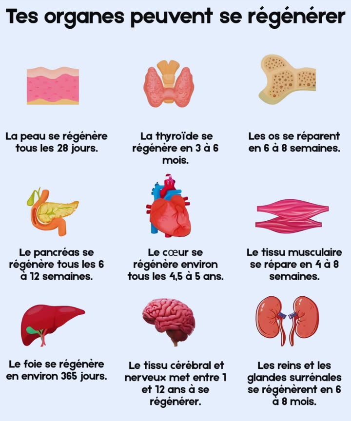 狀 Remèdes de grand-mère de la Seconde Guerre mondiale 

暈 Oignon et miel
Puissant mélange naturel aux propriétés antibactériennes et apaisantes contre les infections respiratoires et la toux.

 Infusion de camomille
Sédative et digestive, utilisée pour calmer les douleurs abdominales, le stress et les symptômes de grippe.

凜 Cataplasme de pomme de terre
Remède apaisant pour les brûlures, les irritations et les inflammations cutanées.

蓼 Eau salée
Solution naturelle pour les gargarismes ou la désinfection des petites plaies.

塞 Feuilles de chou
Compresses anti-inflammatoires pour soulager les douleurs articulaires, les gonflements et la mastite.

直 Charbon actif
Employé pour neutraliser les toxines et soulager les troubles intestinaux.

Méthodes simples, naturelles et efficaces héritées du savoir ancestral.