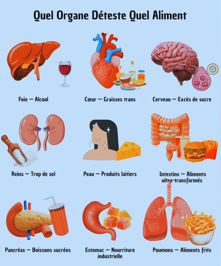 喙 Quel Organe Déteste Quel Aliment