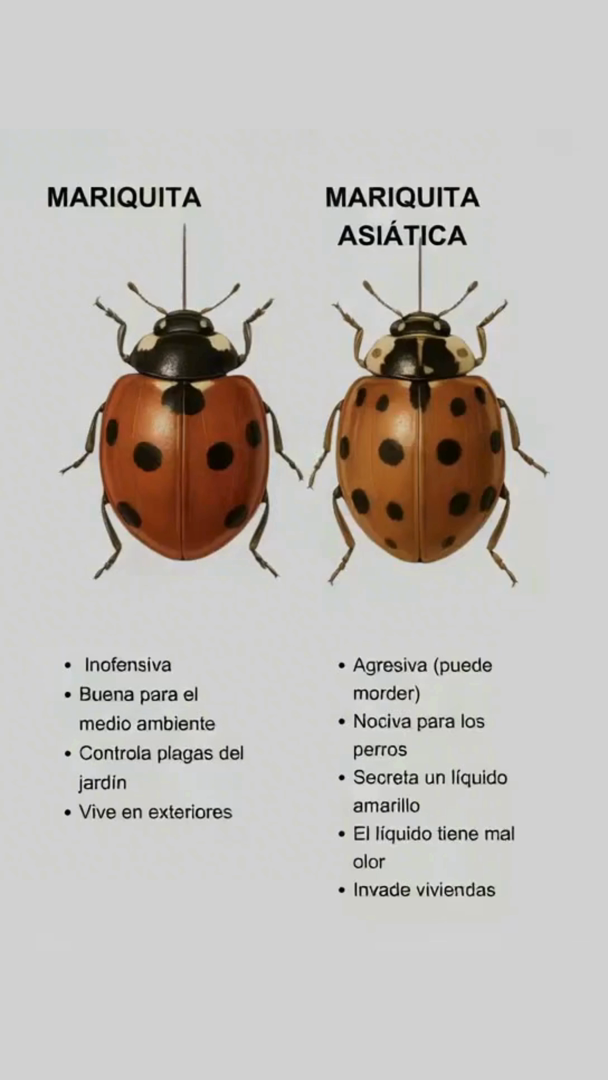 者 MARIQUITA vs. MARIQUITA ASIÁTICA: Aprende a diferenciarlas Mariquita nativa Inofensiva y beneficiosa Amiga del medio ambiente Controla plagas del jardín Prefiere vivir en exteriores Mariquita asiática invasora Agresiva: puede morder Peligrosa para los perros Libera un líquido amarillo con mal olor Se esconde en casas durante el frío Protege tu jardín y tu hogar conociendo a estas pequeñas aliadas o enemigas.