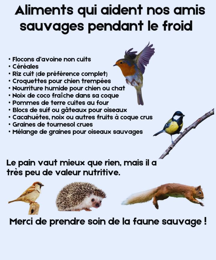 Quand le froid sinstalle, la nature a faim.
Une simple poignée davoine, de graines ou de suif peut sauver une vie.
Cacahuètes, riz, pommes de terre cuites  de petits gestes qui réchauffent le cœur du monde sauvage.
Évite le pain : il remplit, mais ne nourrit pas.
Chaque offrande est une promesse de survie et de douceur dans lhiver.