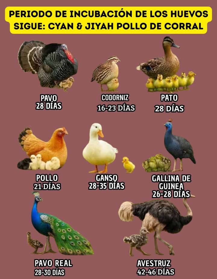 Período de incubación de huevos en aves de corral Cada especie aviar tiene un tiempo específico de incubación, lo que permite comprender mejor el cuidado y desarrollo de sus crías: 旅 Pavo: 28 días Codorniz: 1623 días 閭 Pato: 28 días Gallina: 21 días 廉 Gansa: 2835 días Gallina de Guinea: 2628 días 連 Pavo real: 2830 días Avestruz: 4246 días Estos períodos son fundamentales para garantizar un desarrollo saludable de los polluelos y reflejan la diversidad de la naturaleza en cada especie.