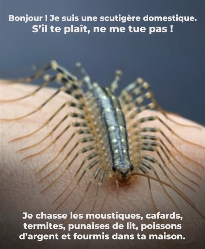 荒 Ne me tue pas ! Je suis une scutigère, et je suis de ton côté.
Je peux sembler effrayante, mais je suis un prédateur naturel qui élimine moustiques, cafards, termites, poissons dargent, fourmis et même araignées, pendant que tu dors.
Aucun produit chimique, aucun piège  juste moi, qui protège ta maison gratuitement.

 À savoir :
 Totalement inoffensive pour lhumain
 Préfère se cacher plutôt que dêtre vue
 Peut vivre jusquà 7 ans
 Signe dun équilibre sain dans ton intérieur

 Laisse-moi vivre, et ta maison restera naturellement plus saine.