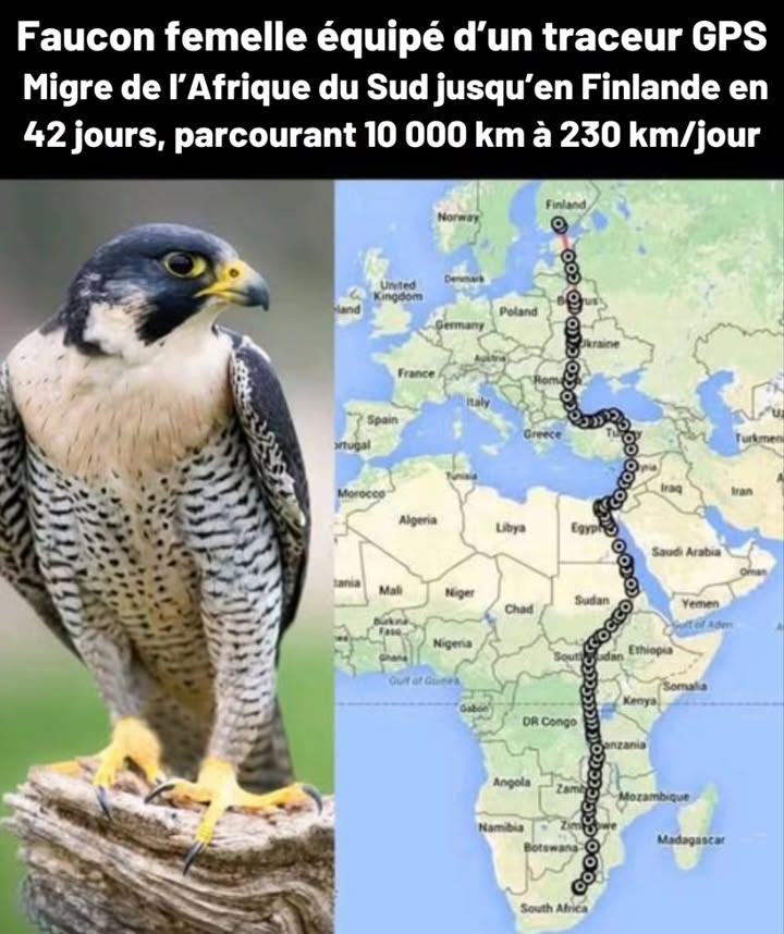礪 Migration incroyable du faucon
Une femelle équipée dun traceur GPS a parcouru un voyage épique à travers les continents.

 De lAfrique du Sud  jusquen Finlande
 Durée : 42 jours
 Distance : 10 000 km
 Vitesse : 230 km par jour

 Un exploit naturel remarquable
Guidés par linstinct, les conditions météorologiques et les repères du paysage, les faucons traversent déserts, mers et frontières.
Le suivi GPS permet de mieux comprendre leurs migrations, leur survie et les priorités de conservation.

 Symbole de force, dendurance et de la perfection de la nature.