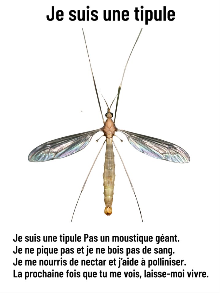襁 Je suis une tipule  pas un moustique géant 

 Ne me tue pas ! Je ne pique pas et je ne bois pas de sang.
 Je me nourris uniquement de nectar et jaide à polliniser les fleurs.
 La prochaine fois que tu vois mes longues pattes voler doucement,
 laisse-moi tranquille  je fais partie des gentils.