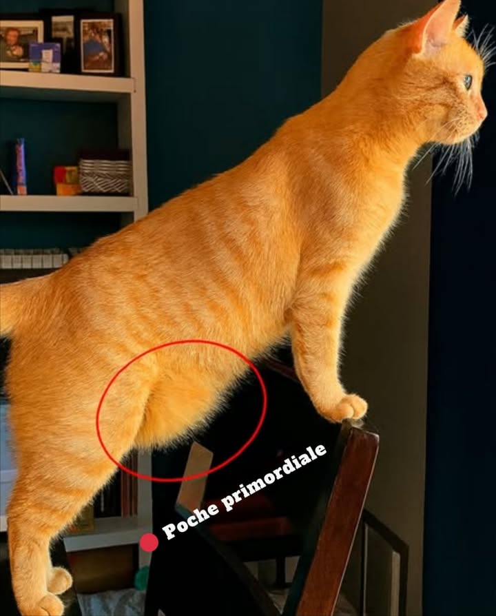 La poche primordiale du chat

Ce repli de peau situé sous le ventre est une caractéristique naturelle présente chez de nombreux félins.
Il apparaît à lâge adulte, même chez les chats minces, et joue plusieurs rôles essentiels.

 Héritage sauvage : vestige des ancêtres félins, il témoigne de leur adaptation naturelle.
 Réserve dénergie : contient une fine couche de graisse utile lors des périodes de jeûne.
 Souplesse et agilité : offre une meilleure liberté de mouvement lors des bonds et des courses.
 Protection abdominale : agit comme un rembourrage lors des jeux ou des affrontements.

Cette poche nest pas un signe de surpoids, mais une structure anatomique fonctionnelle propre à lespèce féline.
