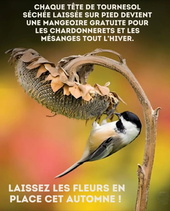 Chaque tournesol séché laissé au jardin devient une mangeoire naturelle pour les chardonnerets, mésanges et bien dautres oiseaux. En automne et en hiver, ces graines sont une ressource vitale quand la nourriture se fait rare.

 Plutôt que de tout couper, laissez les fleurs sur pied. Votre jardin continuera à nourrir la faune bien après la fin de lété.

 Un geste simple pour vous  une question de survie pour eux.
