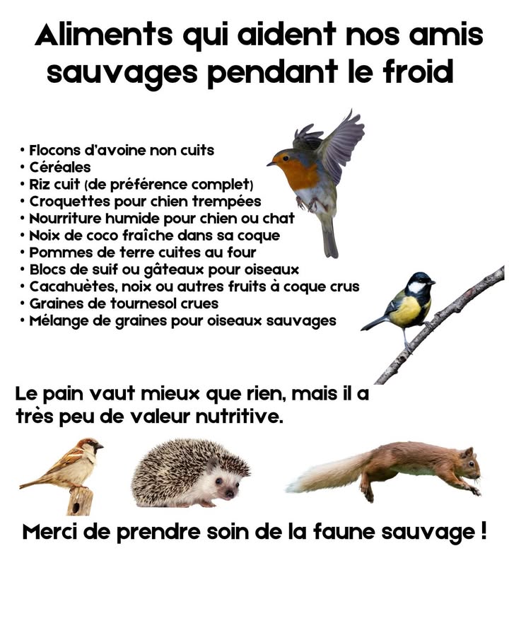 Quand le froid sinstalle, la nature a faim.
Une simple poignée davoine, de graines ou de suif peut sauver une vie.
Cacahuètes, riz, pommes de terre cuites  de petits gestes qui réchauffent le cœur du monde sauvage.
Évite le pain : il remplit, mais ne nourrit pas.
Chaque offrande est une promesse de survie et de douceur dans lhiver. 
#Hiver #VieSauvage #NatureSolidaire