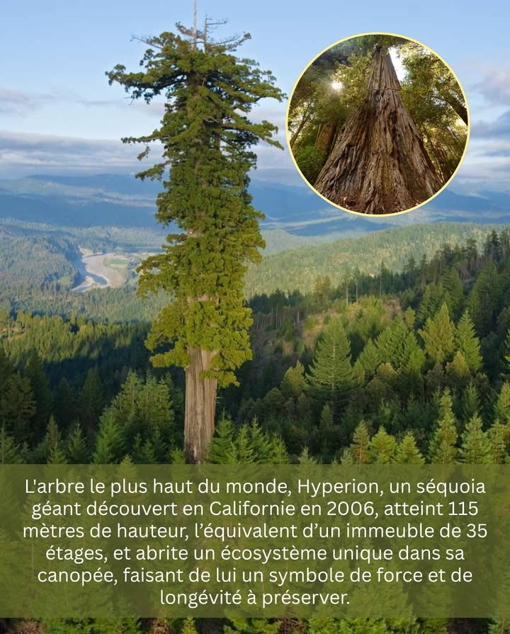 Larbre le plus haut du monde 
Son nom est Hyperion, un séquoia géant découvert en Californie en 2006.
Il mesure plus de 115 mètres, soit la hauteur dun immeuble de 35 étages.

 Niché au cœur du Parc national de Redwood, cet arbre majestueux abrite un écosystème unique dans sa canopée : mousses, fougères et même de petits animaux y vivent en harmonie.

 Symbole de force et de longévité, Hyperion nous rappelle la grandeur silencieuse de la nature et limportance de la protéger.