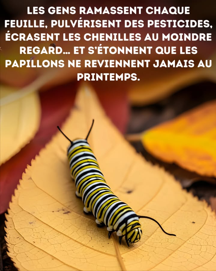 Les chenilles = la vie des papillons et bien plus encore

曆 Elles se métamorphosent en papillons colorés, indispensables à la pollinisation
 Elles constituent une source de nourriture vitale pour oiseaux, reptiles, petits mammifères et insectes
 Une seule nichée de mésanges consomme plus de 6 000 chenilles pour grandir
 Leur disparition fragilise tout léquilibre du réseau alimentaire

 Offrir des plantes hôtes indigènes et préserver un espace pour les chenilles, cest nourrir les papillons et protéger la santé de la planète.