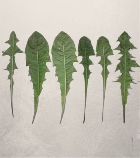 Le Taraxacum : un Trésor Méconnu de la Nature 
Des recherches récentes ont révélé que la racine de pissenlit exerce une action remarquable sur certaines cellules leucémiques humaines, pouvant en éliminer jusquà 96 % en 48 heures, tout en favorisant la croissance de cellules saines.

 Le Dr Hamm et son équipe ont constaté que, dès 24 heures dexposition à lextrait de racine, les cellules tumorales étaient détruites. Le thé de pissenlit agit en ciblant les cellules malades et en soutenant léquilibre naturel de lorganisme.

 Autres bienfaits du pissenlit feuilles et racines
 Anémie : apport en fer, vitamines B et protéines favorisant la formation des globules rouges
 Ossature solide : calcium, vitamine C et lutéoline pour protéger les os contre les effets du vieillissement
 Diabète : stimulation naturelle de la production dinsuline par le pancréas
 Voies urinaires : prévention des cystites, troubles rénaux et infections urinaires
 Foie : stimulation de la sécrétion biliaire, soutien à la digestion et réduction de linflammation
 Digestion : stimulation de lappétit, équilibre de la flore intestinale et amélioration du transit
 Peau : action alcaline et désinfectante contre eczéma, mycoses, herpès et irritations cutanées

 Le pissenlit incarne la puissance des remèdes naturels, réunissant propriétés curatives, dépuratives et protectrices. Un allié santé précieux, à portée de main dans chaque jardin.