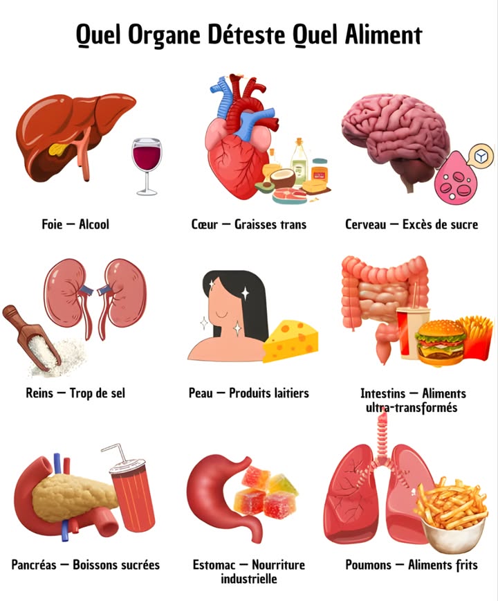 喙 Quel Organe Déteste Quel Aliment