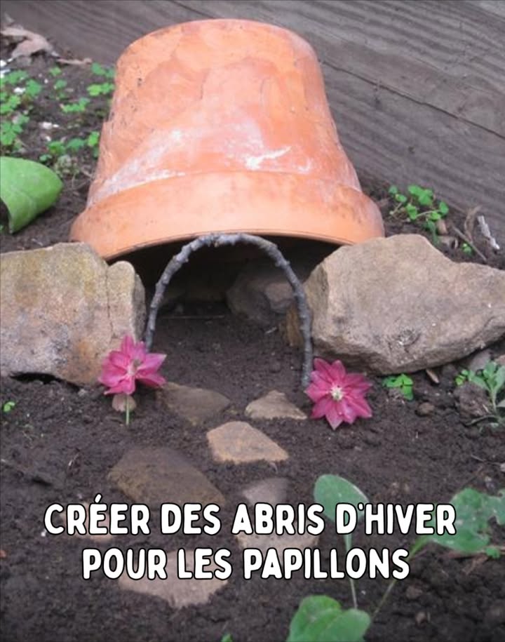 曆 Créer des abris dhiver pour les papillons 

En hiver, les papillons cherchent des refuges sûrs pour se protéger du froid. Certains se cachent sous forme dadultes, dautres en chrysalides ou en œufs. Offrir un abri adapté permet de préserver ces précieux pollinisateurs.

 1. Préserver les zones naturelles
Conserver des coins sauvages avec herbes hautes, tiges sèches, feuilles mortes et bois. Ces abris naturels protègent les chrysalides et maintiennent une humidité stable.

 2. Construire un abri simple
Utiliser un pot de terre cuite retourné ou une petite boîte en bois percée de fentes fines. Remplir de paille, décorces et de feuilles sèches. Placer labri à labri du vent, orienté sud-est, contre un mur ou sous une haie.

 3. Ajouter des matériaux naturels
Disposer autour des brindilles, des pierres et des feuilles. Ces éléments créent des microclimats protecteurs pour les papillons et leurs chrysalides.

 4. Planter des vivaces nectarifères
Planter à proximité lavande, verveine, sauge ou scabieuse. Ces plantes offriront nectar et refuge dès le retour du printemps.

 Résultat :
Des abris naturels et harmonieux qui protègent les papillons durant lhiver et préparent un jardin vivant, équilibré et plein de couleurs à la belle saison. 曆