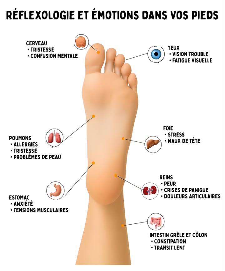 禮 Réflexologie et émotions dans vos pieds 禮

Chaque zone du pied est reliée à un organe et à une émotion du corps.
La réflexologie permet de détecter les déséquilibres et de favoriser le bien-être physique et mental. 

 Cerveau  Tristesse, confusion mentale
 Yeux  Fatigue visuelle, vision floue
 Poumons  Allergies, problèmes de peau, mélancolie
 Estomac  Anxiété, tensions musculaires
 Foie  Stress, maux de tête
 Reins  Peur, panique, douleurs articulaires
 Intestin grêle et côlon  Constipation, transit lent

 Un massage doux sur ces points aide à libérer les tensions et à rétablir léquilibre intérieur  pour une santé plus naturelle et harmonieuse.