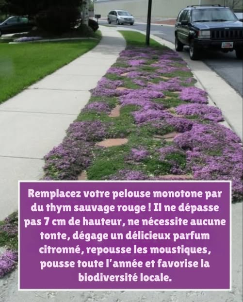 Remplacez le gazon classique par le thym serpolet rouge ! 

Une alternative naturelle et parfumée : pas de tonte, odeur citronnée, repousse les moustiques et attire les pollinisateurs.
Un sol vivant et coloré, parfait pour un jardin écologique et facile à entretenir.