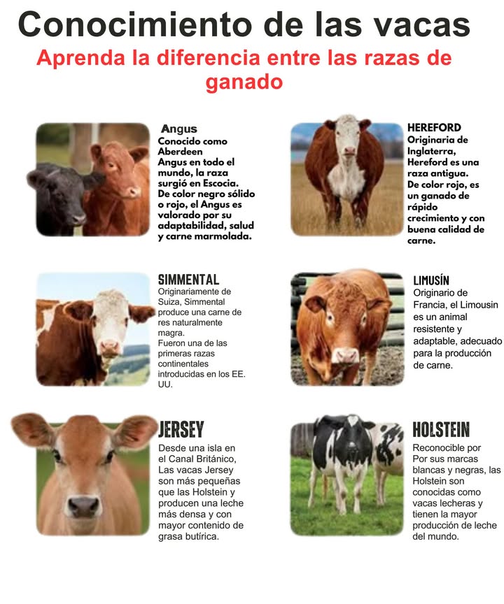 Conocer las razas de ganado es clave para valorar su diversidad y utilidad. Desde la resistente Angus hasta la productiva Holstein, cada raza tiene características únicas que la hacen especial en la producción de carne o leche. Aprender sobre ellas nos conecta con el campo, con nuestras raíces y con la importancia del trabajo ganadero. Educar es también proteger. #Ganado #AgroCultura #Campo #Vacas #EducaciónRural #DiversidadGanadera
