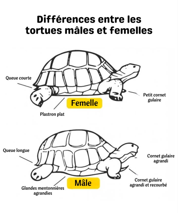 Différences entre tortues mâles et femelles 

Les tortues présentent des différences physiques qui permettent de distinguer leur sexe.
La femelle possède une queue courte, un plastron plat et une petite corne gulaire  des caractéristiques qui facilitent la ponte et les déplacements dans le nid.

Le mâle, quant à lui, a une queue plus longue, un plastron concave pour laccouplement, des glandes mentonnières développées et une corne gulaire plus grande et recourbée. Ces traits sont liés à son comportement territorial et reproductif.

 Connaître ces différences est essentiel pour assurer des soins adaptés, une gestion responsable et la préservation des espèces.
#Tortues #DifférencesSexuelles #FauneMarine