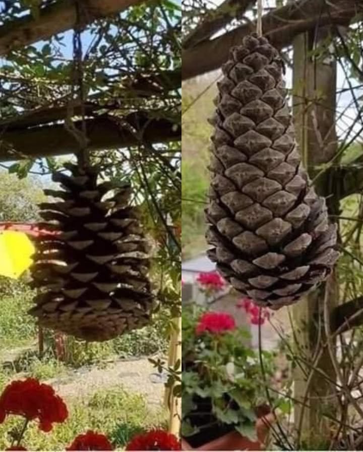 Astuce naturelle pour prévoir la météo 

Une pomme de pin suspendue agit comme un baromètre végétal.
 Lorsquelle est ouverte, le temps est sec et ensoleillé.
 Lorsquelle est fermée, lair devient humide et la pluie est proche.

 Un moyen simple et authentique dobserver les signes de la nature.