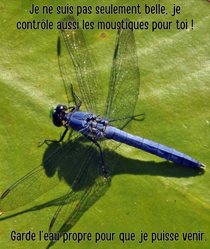 栗 Libellulidae : la libellule 覆

 Élégante voltigeuse et chasseuse infatigable de moustiques.
 Symbole des zones humides saines et pleines de vie.

 Bienfaits :
 Régulation naturelle des moustiques et petits insectes.
 Favorise la biodiversité et léquilibre des écosystèmes.

 Conseil :
Garde les bassins propres et plante de la végétation aquatique pour les attirer. 

#Biodiversité #Libellules #JardinNaturel