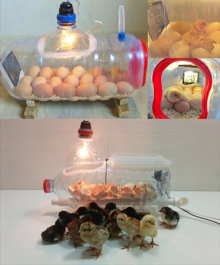 Couveuse à œufs maison avec une bouteille deau 

1 Préparation de la bouteille
Nettoyer soigneusement une bouteille en plastique de 5 litres et découper une large ouverture sur le côté pour créer la porte de la couveuse.

2 Source de chaleur
Installer de petites ampoules ou lampes chauffantes sur le dessus ou les côtés et répartir la chaleur pour maintenir une température constante de 37,5 C.

3 Stabilisation des œufs
Placer à lintérieur un porte-œufs en carton ou une mousse pour éviter tout mouvement.

4 Contrôle du climat intérieur
Ajouter un thermomètre et un hygromètre pour surveiller la température et lhumidité. Maintenir 4555 % dhumidité pendant lincubation et 6575 % durant les trois derniers jours.

5 Ventilation
Percer de petits trous pour permettre la circulation de lair frais.

6 Rotation des œufs
Faire pivoter les œufs trois fois par jour afin dassurer un développement uniforme.

 Une conception simple, fonctionnelle et économique qui permet de recréer les conditions naturelles dincubation à la maison.