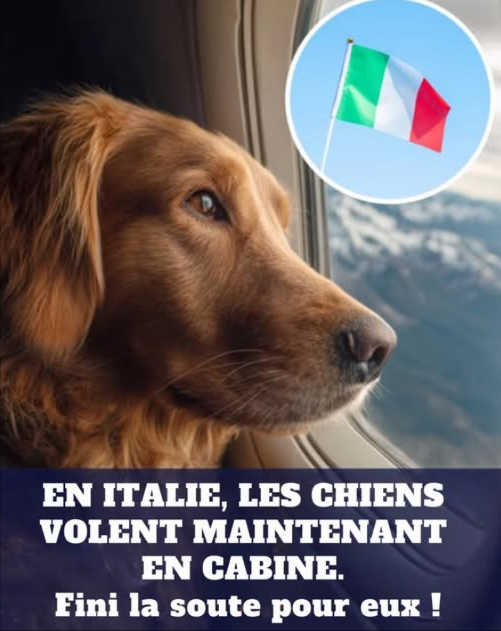 LItalie rend le voyage en avion plus humain pour les chiens À partir du 12 mai 2025, lautorité aéronautique italienne ENAC autorise désormais les chiens de taille moyenne et grande à voyager en cabine. Fini le stress de la soute : les chiens resteront auprès de leurs maîtres, installés dans un transporteur sécurisé fixé au siège. Des compagnies comme ITA Airways et Neos Air ont déjà adopté cette mesure, offrant une nouvelle expérience de vol plus sereine, sûre et bienveillante. Une évolution simple, mais un grand pas pour le bien-être animal et le confort des voyageurs. #StyleDeVie #VoyagerAvecSonChien #BienÊtreAnimal