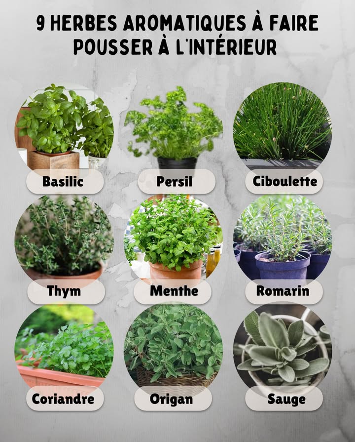 9 Herbes Aromatiques à Faire Pousser à lIntérieur Même en hiver, tu peux profiter de parfums frais et de saveurs naturelles directement depuis ta cuisine. Ces herbes sadaptent parfaitement à la vie en pot près dune fenêtre lumineuse. 1. Basilic Aime la chaleur et la lumière directe. Arrose souvent mais sans excès. 2. Persil Facile à cultiver en pot, préfère une lumière douce et régulière. 3. Ciboulette Repousse continuellement après la coupe, parfaite sur un rebord de fenêtre. 4. Thym Adore le soleil et les sols bien drainés, peu exigeant en arrosage. 5. Menthe Pousse vite et parfume lair, préfère la lumière indirecte et un sol humide. 6. Romarin Feuillage persistant, aime le plein soleil et les pots profonds. 7. Coriandre Aime les endroits frais et lumineux, idéale pour les plats dhiver. 8. Origan Très aromatique, pousse bien dans des endroits chauds et secs. 9. Sauge Rustique et odorante, demande peu dentretien une fois installée. Astuce : Tourne régulièrement les pots pour une croissance uniforme et pince les tiges pour encourager la ramification. #HerbesAromatiques #JardinIntérieur #CuisineNaturelle