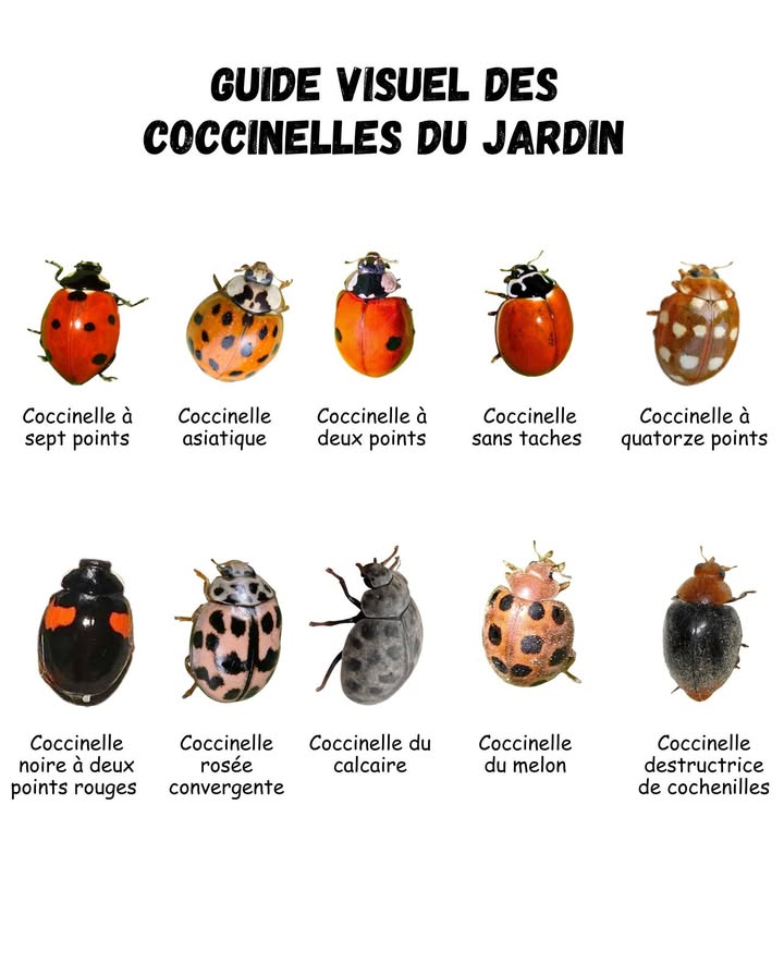 Guide visuel des coccinelles dEurope Découvrez la richesse et la diversité de ces petits coléoptères utiles au jardin. Les coccinelles sont de précieuses alliées pour lutter naturellement contre les pucerons et autres ravageurs. Coccinelle à sept points La plus connue, rouge vif à sept points noirs. Coccinelle asiatique Plus grande, variable en couleur du jaune pâle au rouge, souvent avec de nombreuses taches. Coccinelle à deux points Petite, rouge avec deux points noirs distincts. Coccinelle sans taches Rouge uniforme, rare et élégante. Coccinelle à quatorze points Jaune avec quatorze points noirs. Coccinelle noire à deux points rouges Inverse de la classique, noire brillante à pois rouges. Coccinelle rosée convergente Rouge rosé avec lignes blanches près de la tête. Coccinelle du calcaire Gris cendré, souvent trouvée sur les pierres et murs. 李 Coccinelle du melon ou du calabacin Jaune orangé avec rayures ou points foncés. Coccinelle destructrice de cochenilles Prédateur efficace, souvent utilisée en lutte biologique. Rôle écologique : Les coccinelles régulent les populations de pucerons, aleurodes et acariens. Elles participent ainsi à léquilibre naturel des écosystèmes sans recours aux pesticides. Astuce jardinier : Plantez de la menthe, de laneth ou du fenouil pour attirer les coccinelles et favoriser leur installation.