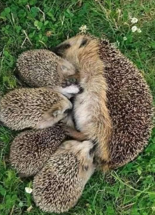 Si tu me trouves dans ton jardin, pense à me laisser un peu de nourriture, comme des croquettes au poulet pour chat mais évite le poisson. Noublie pas non plus de me laisser un peu deau. Ne me donne pas de lait, cela pourrait me rendre très malade, voire me déshydrater. Évite aussi dutiliser des insecticides ou des pièges. Je suis un petit gardien discret et utile pour ton jardin, car je me nourris des insectes nuisibles qui menacent tes plantes. Malheureusement, mon espèce est en danger, alors sil te plaît, aide-moi à continuer de protéger ton jardin. Ton aide ne sauve pas seulement ma vie : elle contribue à préserver léquilibre de ton écosystème. Ensemble, nous pouvons protéger la biodiversité et faire de ton jardin un véritable refuge pour la nature. Merci du fond du cœur pour ta bienveillance ! 璉