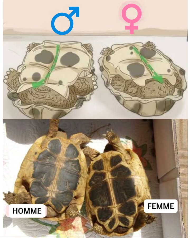 Différences entre une tortue mâle et une femelle Mâle gauche Plastron légèrement concave, facilitant laccouplement. Queue longue et épaisse. Orifice cloacal situé plus loin de la carapace. Femelle droite Plastron plat pour la ponte des œufs. Queue courte et fine. Orifice cloacal plus proche de la carapace. Ces différences physiques permettent de reconnaître le sexe et dadapter les soins à chaque tortue.