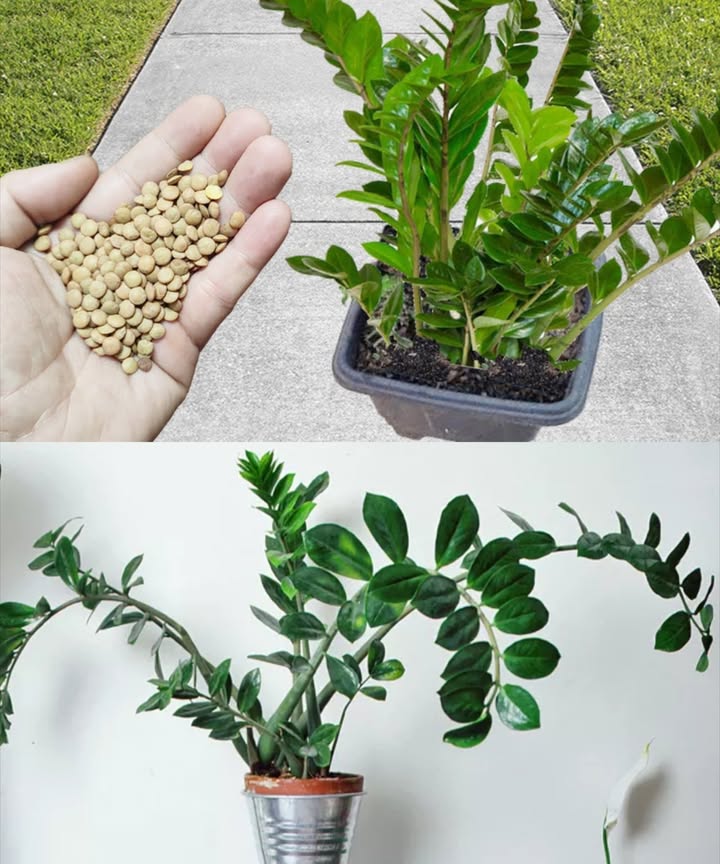 Un engrais naturel qui fait fleurir vos plantes en un rien de temps 1 Prendre une tasse de lentilles sèches et 1 litre deau. 2 Laisser tremper les lentilles dans leau pendant 4 heures. 3 Filtrer le liquide jaune obtenu à laide dune passoire. 4 Utiliser cette eau riche en nutriments pour arroser les plantes. 5 Observer leur croissance rapide et lapparition des fleurs. Les lentilles apportent un fertilisant naturel puissant qui stimule la vitalité, le développement et la floraison des plantes de manière simple et efficace.