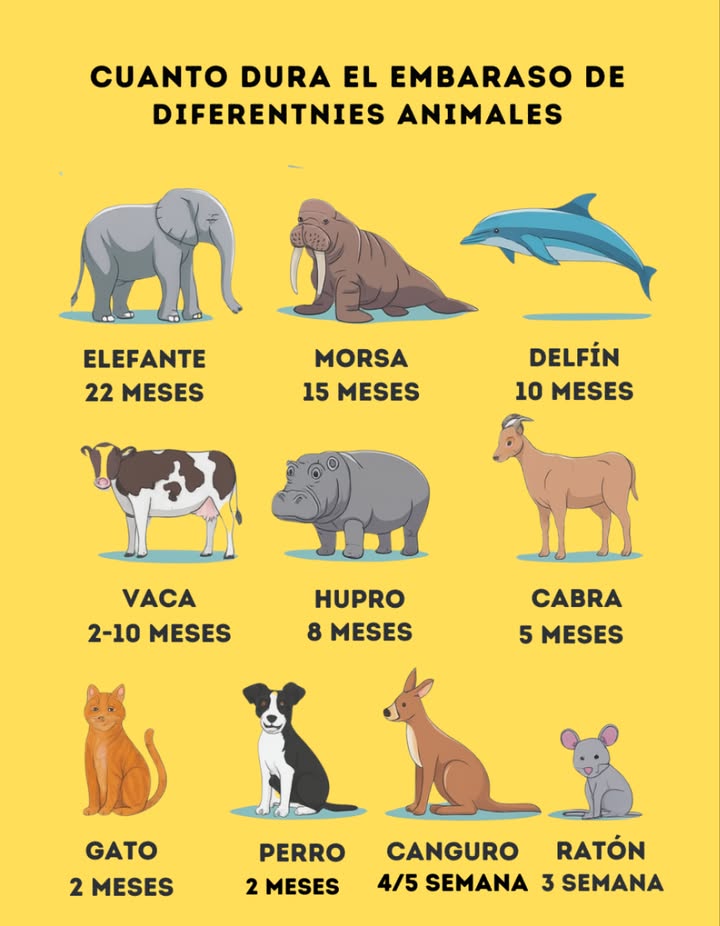 Cuánto tiempo están embarazados los animales  
 Elefante: 22 meses  
El embarazo más largo de cualquier animal terrestre. Los bebés elefantes se toman su tiempo!  
玲 Morsa: 15 meses  
Estos mamíferos marinos llevan a sus crías durante más de un año antes de dar a luz.  
 Delfín: 10 meses  
Inteligentes y sociales, los delfines tienen embarazos similares en duración a los humanos.  
 Vaca: 910 meses  
Las vacas, al igual que los humanos, tienen una gestación relativamente larga para un animal de granja.  
鍊 Hipopótamo: 8 meses  
Estos gigantes amantes del agua tienen un embarazo más corto que las vacas.  
 Cabra: 5 meses  
Las cabras se multiplican rápidamente gracias a su gestación relativamente corta.  
 Gato: 2 meses  
Los gatos son reproductores rápidos con solo dos meses de embarazo.  
 Perro general: 2 meses  
La mayoría de las razas de perros tienen un rápido ciclo de 2 meses.  
輦 Canguro: 45 semanas  
Sorprendentemente corto! Los pequeños canguros nacen diminutos y se desarrollan en la bolsa.  
 Ratón: 3 semanas  
Los ratones se multiplican rápidamente con uno de los embarazos más cortos en mamíferos.

#TiempoDeEmbarazo #Animales  #CuriosidadesAnimales