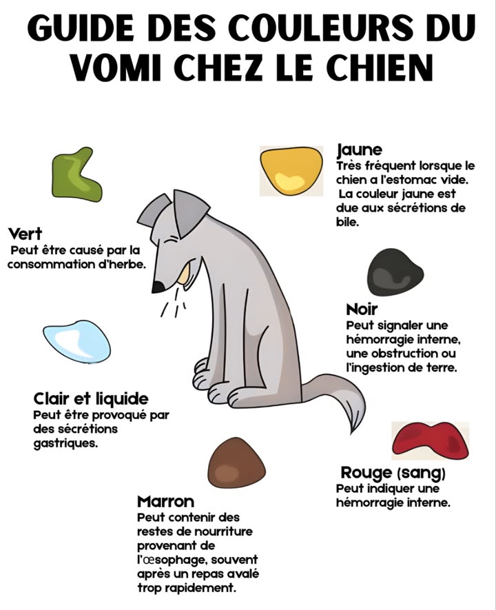 Guide rapide : Couleurs du vomi chez le chien Vert provoqué par lingestion dherbe. Clair et liquide correspond aux sécrétions gastriques. Marron présence de restes alimentaires issus de lœsophage, souvent après une ingestion trop rapide. Jaune fréquent à jeun, causé par la bile. Rouge sang peut signaler une hémorragie interne. Noir indique parfois une hémorragie, une obstruction ou lingestion de terre. Chaque couleur offre une indication précieuse sur le fonctionnement digestif et létat de santé du chien. 喙 #SantéCanine #BienÊtreAnimal #SoinsDuChien