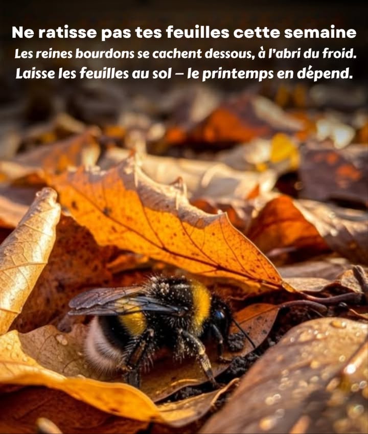 Préserver les abeilles commence par un geste simple : ne pas ratisser. Sous le tapis de feuilles, les reines bourdons sommeillent, abritées du froid et prêtes à renaître avec le printemps. Chaque feuille laissée au sol devient un refuge, un nid de vie, une promesse pour la saison à venir. Un jardin vivant est un jardin qui laisse la nature respirer. #JardinageÉcologique #SauvonsLesAbeilles #LaisseLesFeuilles