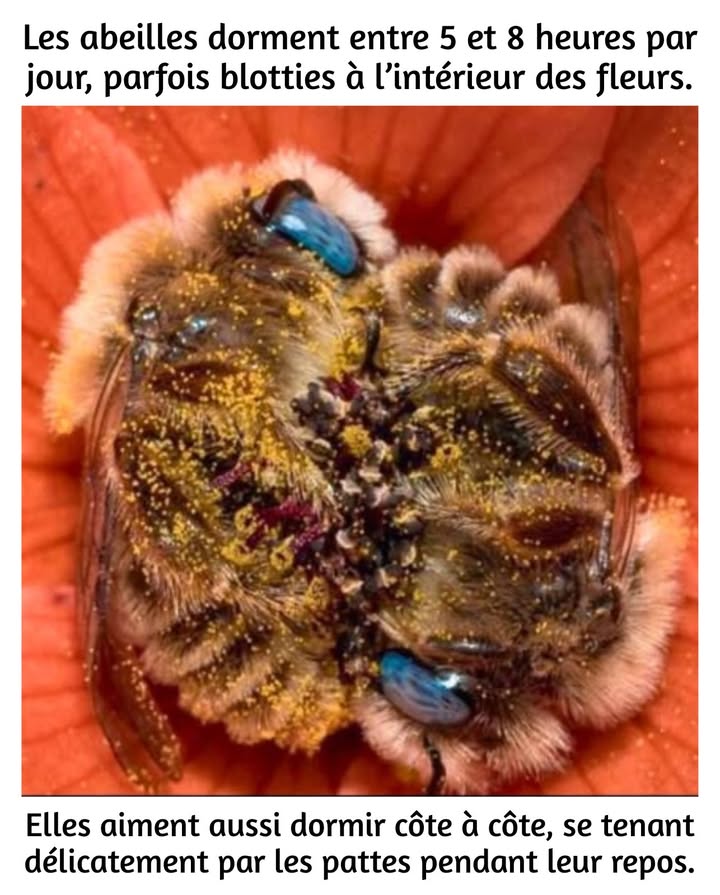 Oui, les abeilles dorment entre 5 et 8 heures par jour ! Elles se reposent parfois à lintérieur des fleurs, accrochées délicatement par leurs petites pattes. Même les plus infatigables ouvrières de la nature ont besoin de leur sommeil réparateur. Préserver leur habitat, cest leur offrir un refuge paisible et fleuri où se reposer après une longue journée de butinage.