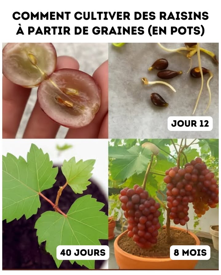 Comment cultiver des raisins à partir de graines en pots 1 Choisir les graines : sélectionnez des variétés de raisin savoureuses adaptées à votre climat, provenant de fruits du commerce ou de producteurs fiables. 2 Préparer les graines : retirez-les des raisins bien mûrs, rincez-les et laissez-les tremper 24 h dans de leau à température ambiante pour assouplir leur enveloppe. 3 Préparer les contenants : utilisez des pots profonds avec un bon drainage, remplis dun substrat riche et bien aéré terreau compost. 4 Planter les graines : enfouissez-les à environ 2,5 cm de profondeur, bien espacées, puis arrosez généreusement. 5 Exposition au soleil : placez les pots dans un endroit ensoleillé, recevant 6 à 8 heures de lumière par jour. 6 Arrosage : gardez le sol humide mais non détrempé. Installez un tuteur ou une treille à mesure que les vignes grandissent. 7 Fertilisation : apportez un engrais équilibré toutes les 4 à 6 semaines durant la période de croissance. 8 Taille : taillez régulièrement pour éliminer le bois mort et guider la vigne sur une tige principale. 9 Récolte : patience ! Les vignes issues de graines peuvent mettre plusieurs années avant de fructifier. Récoltez quand les raisins sont bien colorés et savoureux. Conclusion En suivant ces étapes, vous obtiendrez de magnifiques vignes productives en pot, une récolte maison gratifiante pour les années à venir. #CultiverDesRaisins #GrainesDeRaisin #JardinageEnPots
