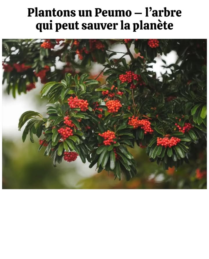 Plantons un Peumo larbre qui peut sauver la planète Le Peumo est une espèce essentielle, visionnaire et bénéfique pour notre Terre. Cet arbre unique, originaire du Chili, joue un rôle vital dans léquilibre écologique. Ses vertus exceptionnelles : Absorbe le dioxyde de carbone toxique. Libère une grande humidité atmosphérique pendant les fortes chaleurs. Possède des propriétés médicinales et produit des fruits comestibles. Peut être planté en ville ou dans les jardins : ses racines ne causent aucun dommage. Agit comme un répulsif naturel contre les mouches et les moustiques. Nécessite très peu deau. À maturité, un seul Peumo équivaut à 10 climatiseurs naturels. Attire une grande diversité doiseaux. Nourrit les abeilles, essentielles à la vie. Réduit le bruit urbain et embellit les paysages. Nest pas allergène et dégage un parfum agréable. Symbole de durabilité et dharmonie, le Peumo incarne la solution naturelle pour atténuer le réchauffement climatique et restaurer la biodiversité.