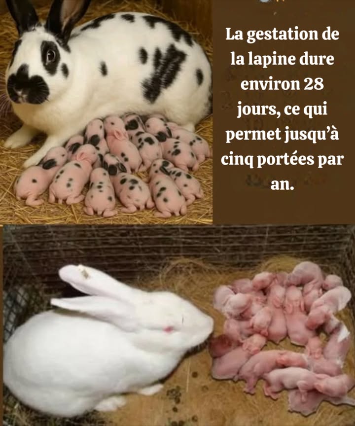 La gestation de la lapine dure environ 28 jours, ce qui permet jusquà cinq portées par an. Conseil Agroconseil ONG : Lélevage de lapins peut être très rentable, Mais il est essentiel davoir un marché assuré avant de se lancer. #Lapines #Cuniculture #Agroconseil