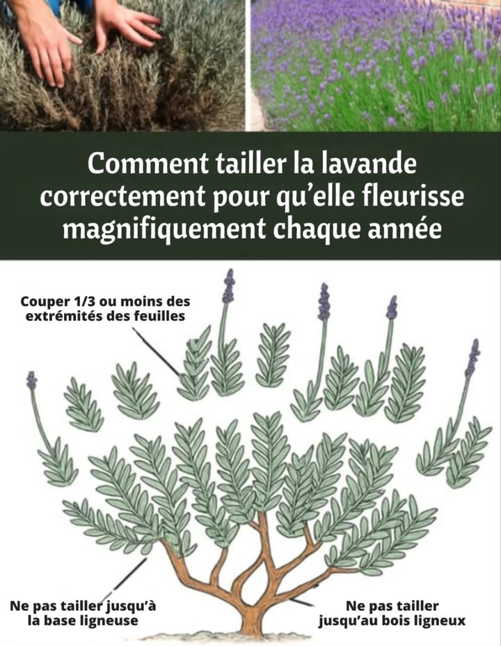 Tailler la lavande
Permet de garder la plante saine, compacte et généreusement fleurie.
Stimule la croissance, limite le bois sec et prolonge sa longévité.

 Périodes de taille
 Fin dété / début dautomne : taille légère pour retirer les fleurs fanées.
 Printemps : taille plus forte pour préparer la saison de croissance.
 Éviter lhiver, période trop risquée.

藺 Outils nécessaires
 Ciseaux bien aiguisés
 Gants de protection
 Désinfectant pour le matériel

 Méthode de taille
 Lavande anglaise : taille sévère au printemps.
 Lavande française ou espagnole : taille légère.
 Retirer fleurs fanées et tiges endommagées.
 Après floraison : couper un tiers du feuillage sans toucher au vieux bois.
 Au printemps : réduire jusquà deux tiers de la verdure saine.
 Nettoyer la base et composter les déchets sains.

 Bonnes pratiques
 Éviter de couper le vieux bois.
 Maintenir une forme arrondie.
 Ne pas trop tailler les jeunes plants.
 Refaire lopération chaque année.

 Erreurs à éviter
 Tailler en hiver.
 Couper le bois sec.
 Négliger la taille : la plante fleurit moins et devient plus ligneuse.