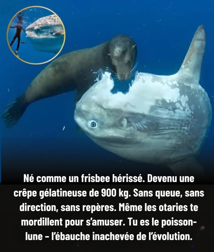 Le Poisson-Lune : Le Survivant le Plus Étrange de la Nature

 Naît sous forme dun minuscule point épineux et peut atteindre un poids de 900 kg
 Dépourvu de queue, avec un cerveau minuscule et une nage maladroite
 Se nourrit de méduses et sert dhôte à une multitude de parasites
 Pond jusquà 300 millions dœufs, un record chez les vertébrés
 Subit les morsures ludiques des otaries sur ses nageoires
 Ignoré même par certains prédateurs malgré sa vulnérabilité apparente

 Une créature dérivante, symbole détrangeté et de résilience dans locéan

#PoissonLune #MerveillesDeLaNature