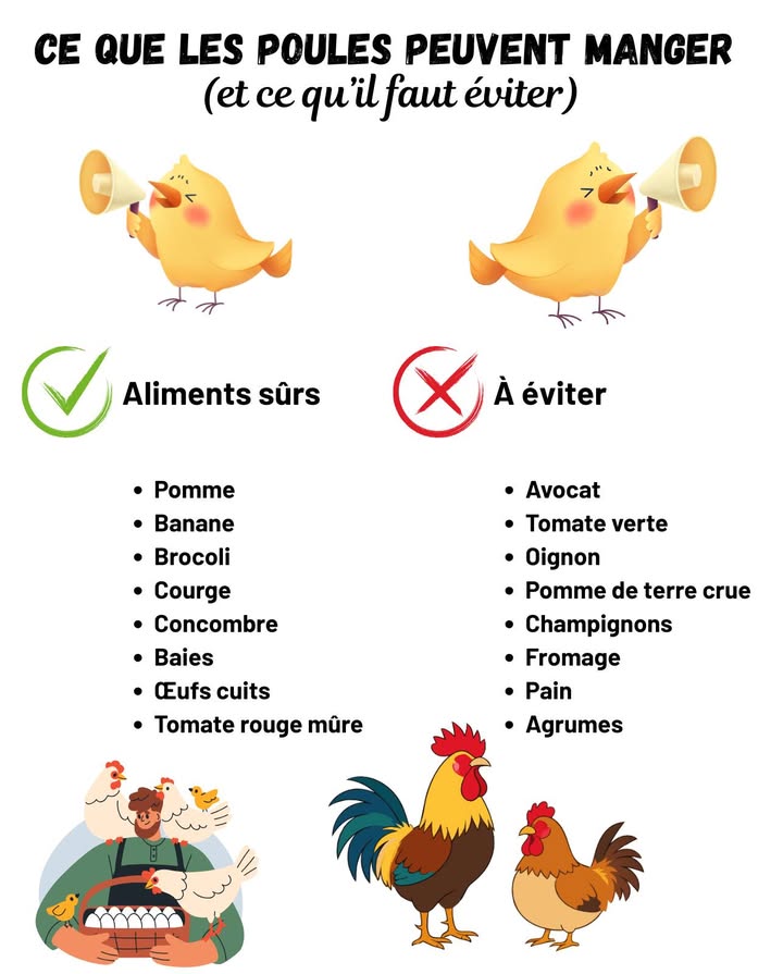 Ce que les poules peuvent manger et ce quil faut éviter 

 8 aliments quelles peuvent manger sans danger :
1 Pomme  riche en fibres et vitamines.
2 Banane  douce et énergétique.
3 Brocoli  plein de calcium et de minéraux.
4 Courge  source naturelle de bêta-carotène.
5 Concombre  rafraîchissant et hydratant.
6 Baies myrtilles, fraises  riches en antioxydants.
7 Œufs cuits  apport en protéines naturelles.
8 Tomate rouge mûre  sûre et nutritive une fois bien mûre.

 8 aliments à éviter absolument :
1 Avocat  contient de la persine, toxique pour les oiseaux.
2 Tomate verte  la solanine est dangereuse pour leur système digestif.
3 Oignon  provoque lanémie chez les volailles.
4 Pomme de terre crue  contient des glycoalcaloïdes nocifs.
5 Champignons  certaines variétés peuvent être mortelles.
6 Fromage  trop gras et salé pour leur organisme.
7 Pain  pauvre en nutriments et difficile à digérer.
8 Agrumes orange, citron  perturbent labsorption du calcium et fragilisent les coquilles dœufs.

 Astuce : une alimentation variée, riche en légumes et fruits sûrs, garde tes poules actives, heureuses et productives.