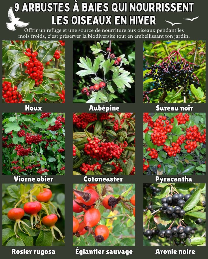 9 Arbustes à Baies qui Nourrissent les Oiseaux en Hiver 

Offrir un refuge et une source de nourriture aux oiseaux pendant les mois froids, cest préserver la biodiversité tout en embellissant ton jardin. 

 1. Houx Ilex aquifolium  Ses baies rouges attirent merles et grives.
 2. Aubépine Crataegus monogyna  Très rustique, ses fruits nourrissent rouges-gorges et fauvettes.
 3. Sureau noir Sambucus nigra  Baies noires riches en vitamines, adorées des oiseaux.
 4. Viorne obier Viburnum opulus  Baies rouges en grappes, décoratives et nutritives.
 5. Cotoneaster  Longue fructification, attire une grande diversité despèces.
 6. Pyracantha Buisson ardent  Abondance de baies orange et abri parfait contre le froid.
 7. Rosier rugosa  Ses cynorrhodons sont une source précieuse de vitamine C.
 8. Églantier sauvage  Les merles en raffolent ! Très résistant et mellifère au printemps.
 9. Aronie noire Aronia melanocarpa  Baies riches en antioxydants, bonnes pour les oiseaux et pour toi !

 Astuce nature : Ne taille pas ces arbustes à lautomne  leurs fruits sont essentiels à la survie des oiseaux jusquau printemps.

#JardinPourLesOiseaux #NatureEnHiver #Biodiversité