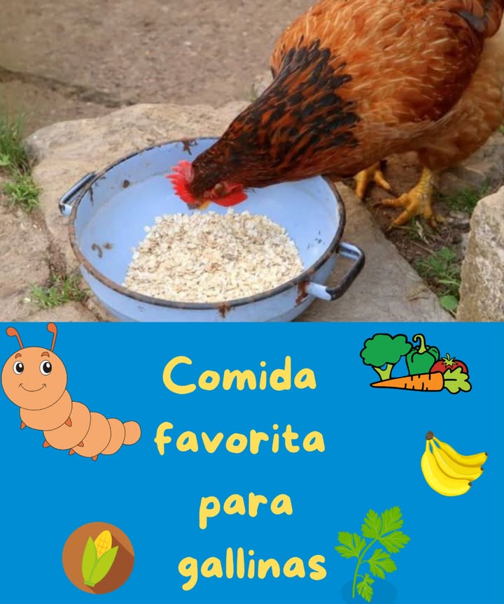 Comida favorita para gallinas
La comida favorita de las gallinas varía según su acceso y dieta, pero algunas de las más populares son:
1. Maíz triturado les encanta por su dulzura y energía.
2. Granos y semillas como trigo, cebada, avena o mijo.
3. Verduras frescas como hojas de col, espinacas, acelgas y lechuga.
4. Frutas como trozos de sandía, plátano, manzana o melón.
5. Insectos y lombrices su comida natural favorita.
6. Restos de cocina como arroz cocido, pan remojado o pasta sin condimentar.
7. Hierbas frescas como perejil, cilantro o albahaca.
8. Verdolaga, que a menudo disfrutan mucho por su sabor y frescura.
Es importante mantener una dieta equilibrada con alimento balanceado comercial como base, y estas opciones como complemento. Las gallinas felices producen mejores huevos!