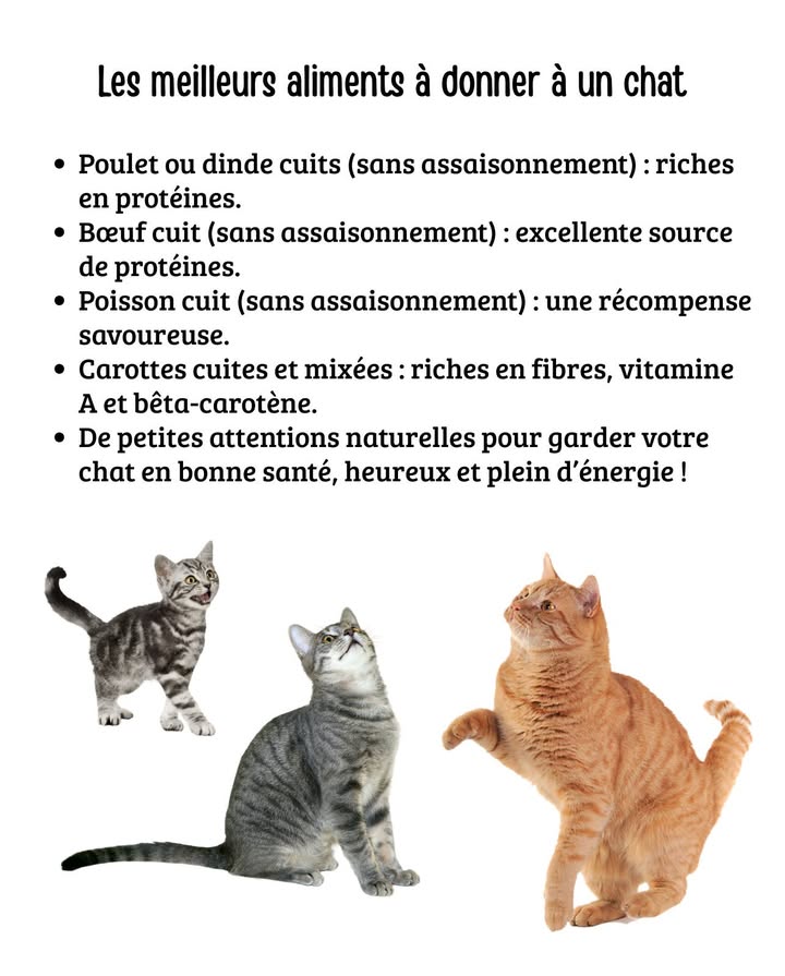 Les meilleurs aliments à donner à un chat