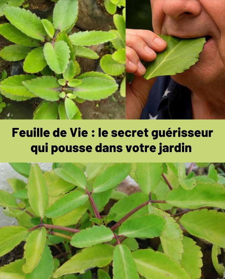 Feuille de Vie : le secret guérisseur du jardin 

La Feuille de Vie Kalanchoe pinnata, aussi appelée Plante miracle, Plante de Goethe ou Plante de lair, est une succulente médicinale reconnue pour ses vertus exceptionnelles. Véritable pharmacie naturelle, elle offre de multiples bienfaits à portée de main.

 20 bienfaits principaux
 Calme la toux et dégage les voies respiratoires
 Dissout les calculs rénaux
 Soulage lasthme et facilite la respiration
 Accélère la cicatrisation des plaies
 Réduit linflammation et la douleur
 Renforce le système immunitaire
 Fait baisser la fièvre naturellement
 Améliore la digestion et soulage la constipation
 Apaise les maux de tête
 Combat les bactéries et les champignons
 Protège le foie
 Calme les piqûres et brûlures légères
 Soulage les gencives et les aphtes
 Régule la pression artérielle
 Atténue les douleurs menstruelles
 Favorise un sommeil réparateur
 Illumine et purifie la peau
 Aide à soigner les ulcères gastriques
 Soulage la diarrhée
 Réduit les douleurs articulaires

 7 usages simples à la maison

1 Infusion curative  toux, fièvre, digestion
Faire bouillir 23 feuilles dans 2 tasses deau pendant 10 min. Boire chaud 1 à 2 fois par jour.

2 Jus frais  ulcères, foie, respiration
Mixer 2 feuilles avec  de tasse deau. Prendre 1 c. à soupe à jeun.

3 Cataplasme de feuilles  inflammations, plaies, piqûres
Écraser les feuilles fraîches, appliquer sur la peau, couvrir dune gaze 30 min.

4 Inhalation de vapeur  sinusite, congestion, bronchite
Faire bouillir les feuilles et inhaler la vapeur sous une serviette 5 à 10 min.

5 Gargarismes doux  aphtes, gencives, gorge irritée
Infuser 2 feuilles, laisser tiédir, puis se gargariser 2 à 3 fois par jour.

6 Masque vert  acné, irritations, teint terne
Mélanger la pulpe avec du miel ou de laloe vera. Appliquer 15 min puis rincer.

7 Tisane du soir  détente et sommeil
Mélanger 1 c. à café de jus de feuille avec de leau tiède et un peu de miel. Boire avant le coucher.

 Précautions dusage
Utiliser avec modération. Éviter pendant la grossesse, lallaitement ou lors dun traitement médical sans avis professionnel.

 Feuille de Vie : discrète, accessible, puissante
Une plante ancestrale aux vertus multiples, symbole déquilibre naturel et de guérison douce.
