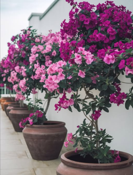 Guide pratique pour cultiver la bougainvillée en pot et obtenir une floraison abondante 

華 1. Choix du pot
 Pots en terre cuite, céramique ou argile
 Diamètre minimum : 30 cm pour un bon développement racinaire
 Trous de drainage indispensables pour éviter lexcès deau

 2. Préparation du substrat
 Mélange conseillé : 80 % terreau  20 % sable
 Ajouter un engrais organique équilibré

 3. Arrosage adapté
 Arroser généreusement après plantation ou rempotage
 Été : 1 fois par semaine
 Automne/hiver : toutes les 2 à 3 semaines
 Laisser sécher le substrat entre deux arrosages
 Éviter lexcès deau pour stimuler la floraison

 4. Taille et entretien
 Tailler au printemps pour garder la forme et renforcer la floraison
 Supprimer les branches sèches
 Raccourcir les tiges longues pour favoriser de nouvelles pousses

 5. Conditions idéales de floraison
 Pot de taille modérée pour limiter la croissance et encourager les fleurs
 Plein soleil au moins 6 h par jour
 Arrosage modéré pour obtenir plus de fleurs que de feuilles

 6. Atouts de la culture en pot
 Couvre balcons et terrasses de couleurs vives
 Plante robuste et simple à entretenir
 Déplacement facile selon la décoration ou la saison

 Conclusion
Avec un pot adapté, un substrat drainant, du soleil, un arrosage mesuré et une taille régulière, la bougainvillée en pot garantit une floraison longue, généreuse et éclatante.