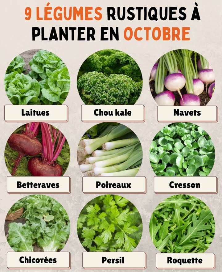 9 légumes rustiques à planter en octobre 
Même en automne, certains légumes aiment le frais et senracinent bien pour offrir de belles récoltes.
1. Laitues dhiver  variétés résistantes qui poussent sous voile.
2. Chou kale  supporte très bien le gel et se récolte feuille par feuille.
3. Navets  rapides à lever et adaptés aux sols froids.
4. Betteraves tardives  semées tôt en octobre, elles se conservent longtemps.
5. Poireaux  robustes, ils assurent des soupes nourrissantes tout lhiver.
6. Cresson alénois  pousse vite et se récolte en quelques semaines.
7. Chicorées  amères et croquantes, parfaites pour les salades automnales.
8. Persil  semé en automne, il repartira au printemps.
9. Roquette  rustique et parfumée, idéale pour les récoltes rapides.
Un potager doctobre bien pensé reste productif jusquaux premiers frimas 塞凌.
