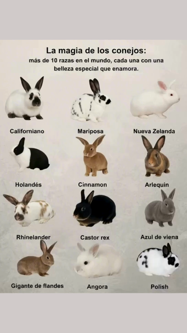 La magia de los conejos: más de10 razas en el mundo, cada una con una belleza especial que enamora. Conejo Holandés Países Bajos 2-4 kg Pelaje corto y suave Blanco, gris, marrón Francés Lop Francia 3-5 kg Pelaje largo y sedoso Blanco, gris, marrón Angora Turquía 2-4 kg Pelaje largo y esponjoso Blanco, gris, marrón Mini Lop Alemania 1-2 kg Pelaje corto y denso Blanco, gris, marrón Californiano EE. UU. 3-5 kg Pelaje corto y brillante Blanco con manchas oscuras Chinchilla Sudamérica 2-4 kg Pelaje largo y gris plateado Gris, blanco Rex EE. UU. 2-4 kg Pelaje aterciopelado Blanco, gris, marrón Tiernos, elegantes y llenos de personalidad. Vive la ternura en su forma más pura.