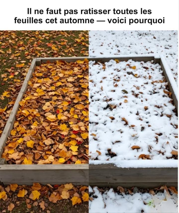 Pourquoi laisser les feuilles au sol 

1 Engrais naturel et durable
Les feuilles mortes se transforment en humus riche, améliorant la structure du sol, retenant lhumidité et protégeant les racines du gel. Elles nourrissent la terre sans engrais chimiques ni effort.

2 Refuge pour la faune
Sous ce tapis de feuilles se cachent crapauds, salamandres, hérissons, papillons, insectes utiles et pollinisateurs. Les oiseaux y trouvent refuge et nourriture tout lhiver.

3 Zéro effort, zéro déchet
Laisser les feuilles sur place réduit les sacs à déchets, la pollution et les émissions de méthane issues des décharges. Un choix simple pour un jardin plus vivant et écologique.

 Quand ratisser
 Trop de feuilles sur la pelouse : si elles forment une couche compacte, ratisser ou tondre en mode mulching.
 Feuilles dans les caniveaux : les retirer pour éviter les blocages deau.
 Arbres malades : ramasser et jeter les feuilles contaminées, sans les composter.
 Sol glissant : sur les allées ou terrasses, balayer pour éviter les chutes.

 Bonnes pratiques
 Une fine couche enrichit le sol ; une couche trop épaisse étouffe lherbe.
 Le mulching transforme les feuilles en engrais naturel.
 Ratisser seulement si nécessaire, tous les 10 à 15 jours.
 Utiliser un râteau souple et ramasser vers une bâche.
 Le mulching ne provoque pas de feutrage : ce sont les racines mortes qui en sont responsables.

 Conseil final
Broyer les feuilles plutôt que de les ramasser.
Un geste bénéfique pour la terre, le dos, la biodiversité et la planète.
