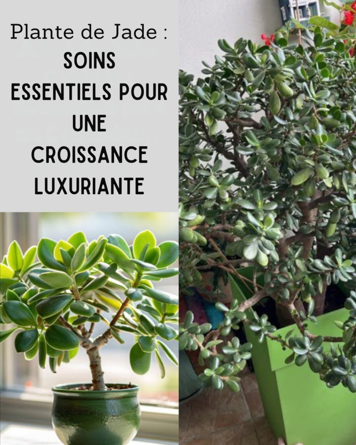 Plante de Jade : soins essentiels pour une croissance luxuriante 

 Arrosage modéré
Toutes les deux semaines au printemps et en été, puis une fois par mois en hiver. Évitez de mouiller les feuilles et utilisez un substrat bien drainé.

 Emplacement protégé
En intérieur, gardez-la à labri des courants dair et des sources de chaleur. En été, elle peut sortir à lextérieur, à lombre partielle.

 Lumière douce et abondante
Elle apprécie une lumière vive mais indirecte. Le soleil direct brûle ses feuilles, surtout pendant les mois chauds.

 Taille stratégique
Au début du printemps, taillez légèrement avec des ciseaux propres. Les feuilles coupées peuvent être replantées : elles senracinent facilement.

 Substrat idéal
Mélangez terre universelle, perlite et pierre ponce. Un bon drainage est essentiel pour éviter la pourriture des racines.

 Fertilisation naturelle
Seulement au printemps et en été. Enrichissez avec du compost maison : épluchures de fruits, légumes ou coquilles dœufs broyées. Aucune fertilisation en automne-hiver.

 Avec peu dentretien et des soins naturels, la plante de Jade fleurit comme un symbole de prospérité, de force et de longévité dans la maison.