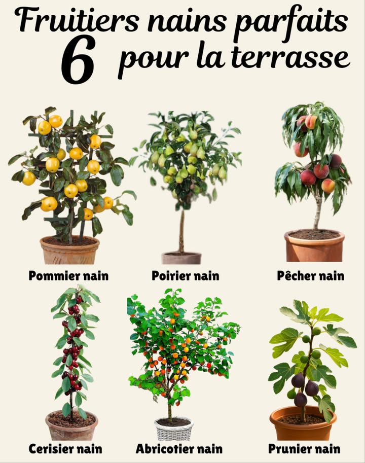 6 fruitiers nains parfaits pour la terrasse 
Les fruitiers nains se cultivent facilement en pot, offrant fleurs au printemps et récoltes gourmandes en été et en automne.
1. Pommier nain  compacte et généreux, idéal pour récolter des pommes croquantes.
2. Poirier nain  élégant, produit de délicieuses poires sucrées.
3. Pêcher nain  petits fruits juteux, très décoratif en pot.
4. Cerisier nain  floraison spectaculaire et cerises gourmandes.
5. Abricotier nain  résistant, donne des fruits dorés et parfumés.
6. Prunier nain  adapté aux contenants, offre des prunes sucrées à lété.
De véritables mini-vergers à portée de main, qui transforment la terrasse en espace productif et fleuri .